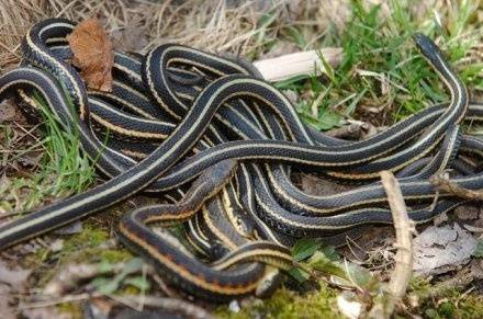 中国第一蛇村,全村800人养蛇300多万条,上空连都小鸟都不敢飞过