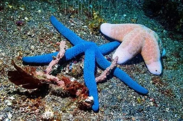 跟果壳去潜水,你将学会……“海星瘫”_手机凤凰网
