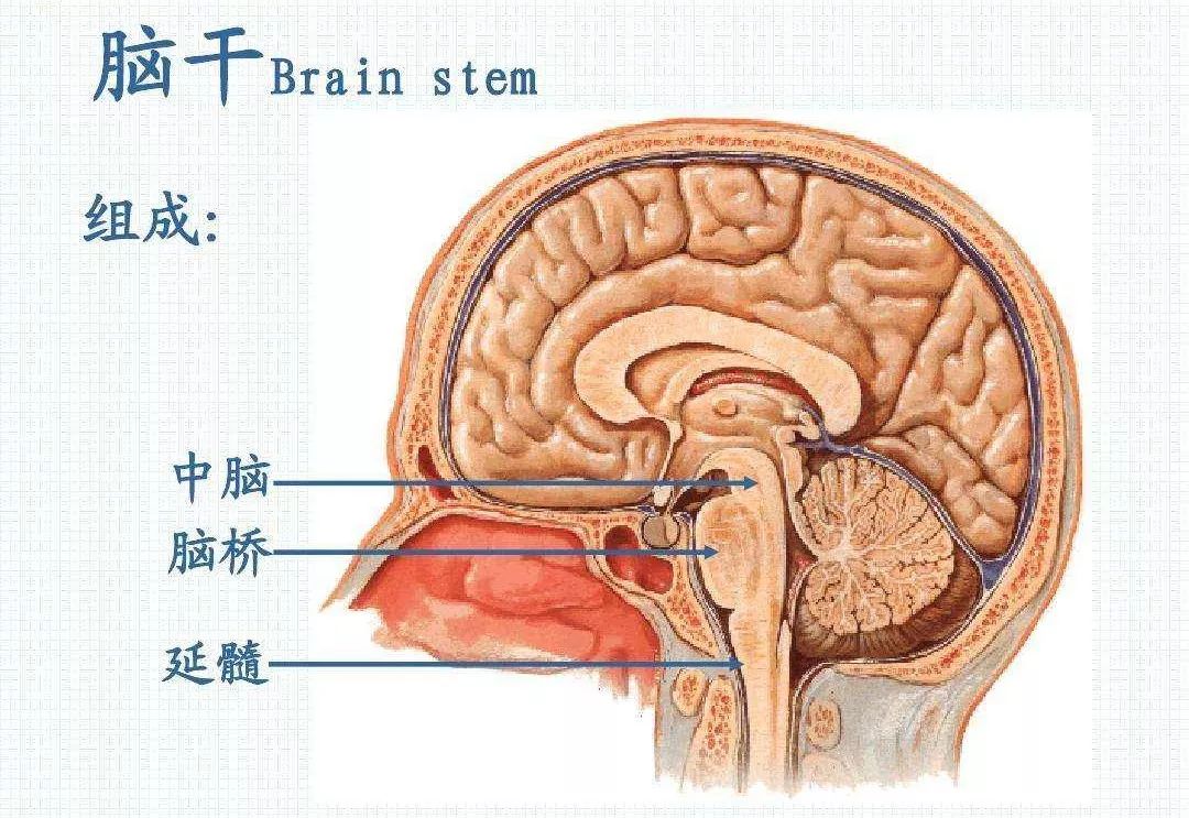 李敖先生因腦癌離世,這種腦幹腫瘤到底有多可怕?