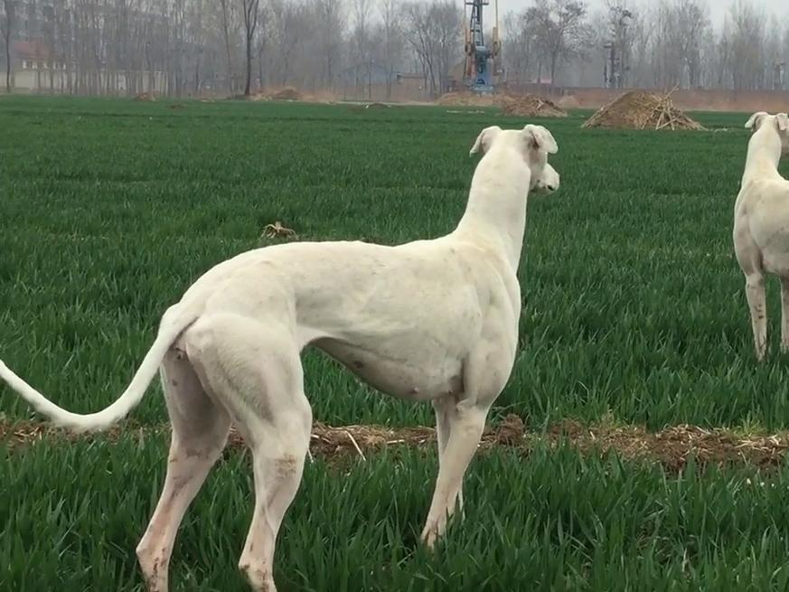 罕见灵缇犬,身形矫健