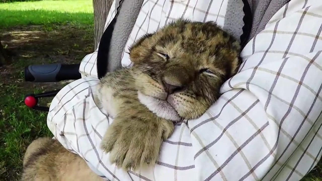 小老虎被大叔抱着愤怒咆哮 到了姑娘怀里立马老实