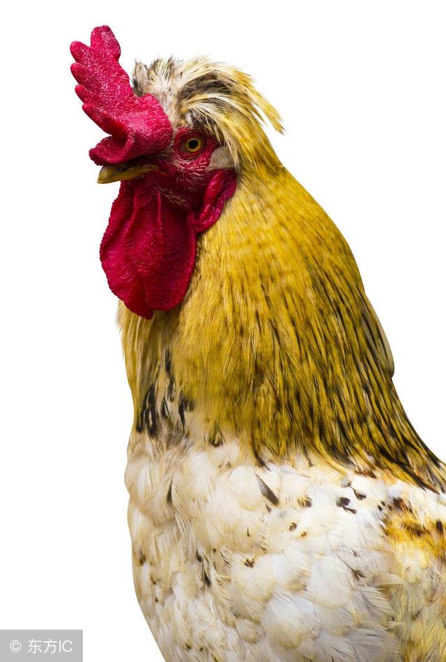 大金鸡"出事了",三十年河东,三十年河西,快来看!__凤凰网