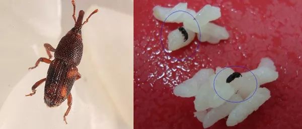 米象的幼虫如蛆,白色,在米粒中生长,化蛹,羽化也都在米粒中.