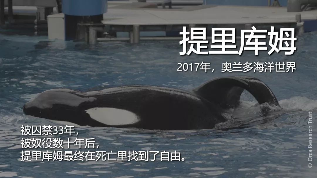 谨以此片,缅怀那些无辜逝去的生灵_凤凰网