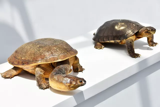 【直播回放】“南县双节”龟鳖文化展！__凤凰网