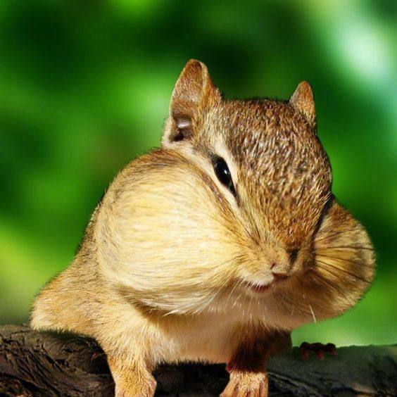 世界上最萌最萌的东西,最后一个最重要