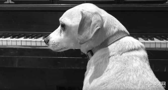 让剧透狗无路可走西部世界发布官方超长预告