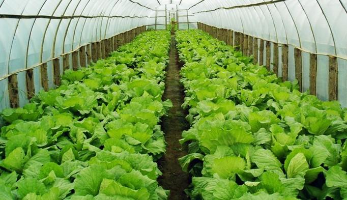 四个农村创业项目让你月入上万