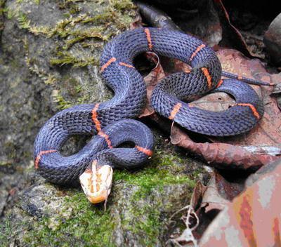 名师工作室移动端