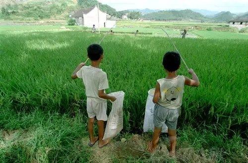 80后童年情怀源于大自然或是手工的兴趣爱好怀念逝去的时光