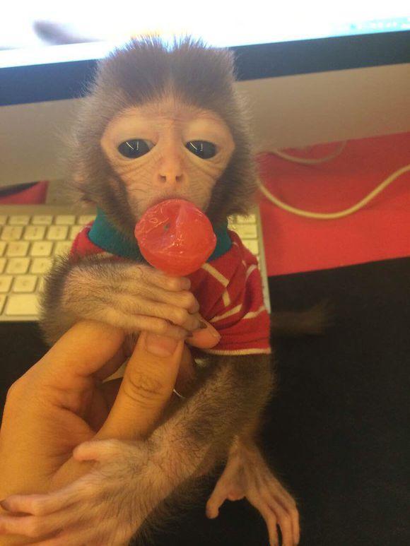 日本袖珍石猴小猴子图片