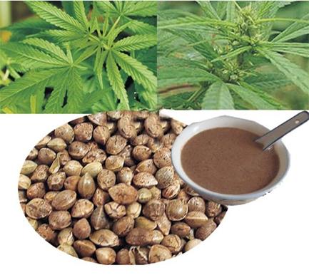 功效:火麻糊的主要营养来自火麻仁,《本草纲目》记载,或麻甘,平,脾