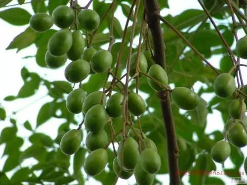 柠檬桉叶油 常见的香草之一,因为有柠檬香气,故又被称为柠檬草,具有