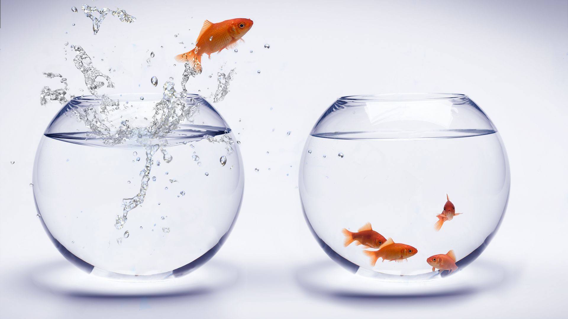 金鱼带来的好运让你挡都挡不住!如何让风水动起来__凤凰网