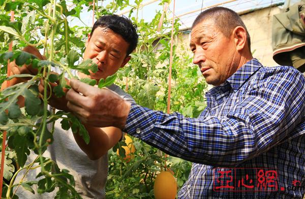 托克逊县牛奶西瓜 让"兄弟"同奔小康亚心网讯(通讯员 李靖海 胡国凯