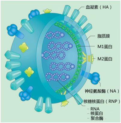 流感病毒结构示意图