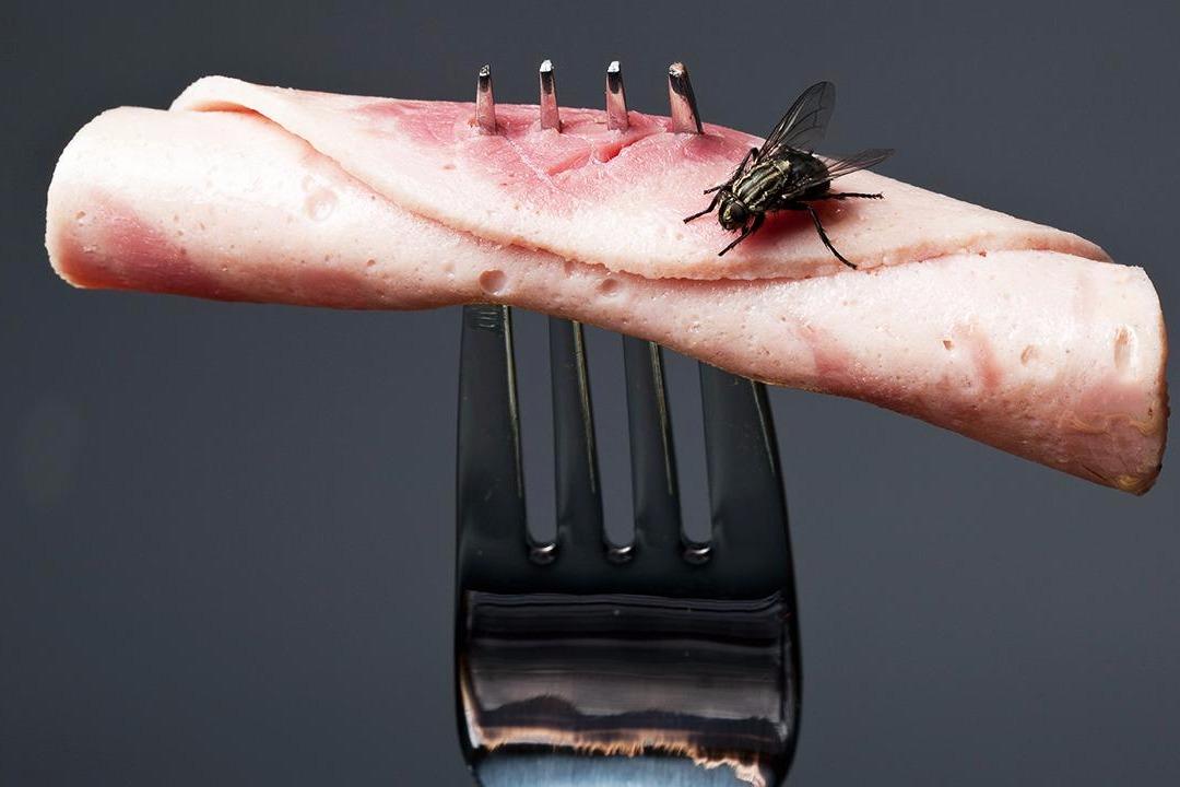 苍蝇到底对你的食物做了什么