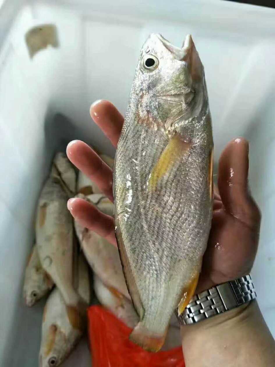 东山岛的春子鱼是一款没有差评的海鲜,教你立马识别野生的春子鱼和