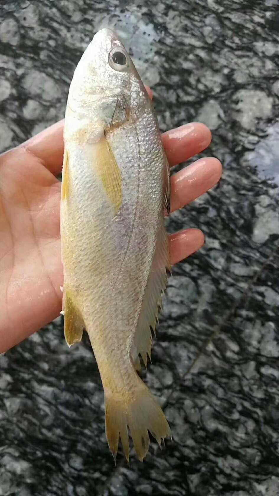 东山岛的春子鱼是一款没有差评的海鲜,教你立马识别野生的春子鱼和