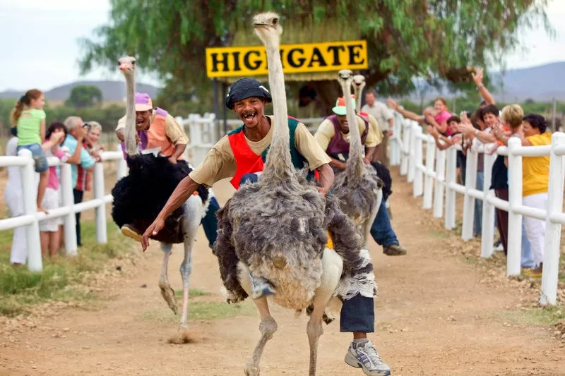 玩自驾的人,都不能错过南非的这条花园大道!