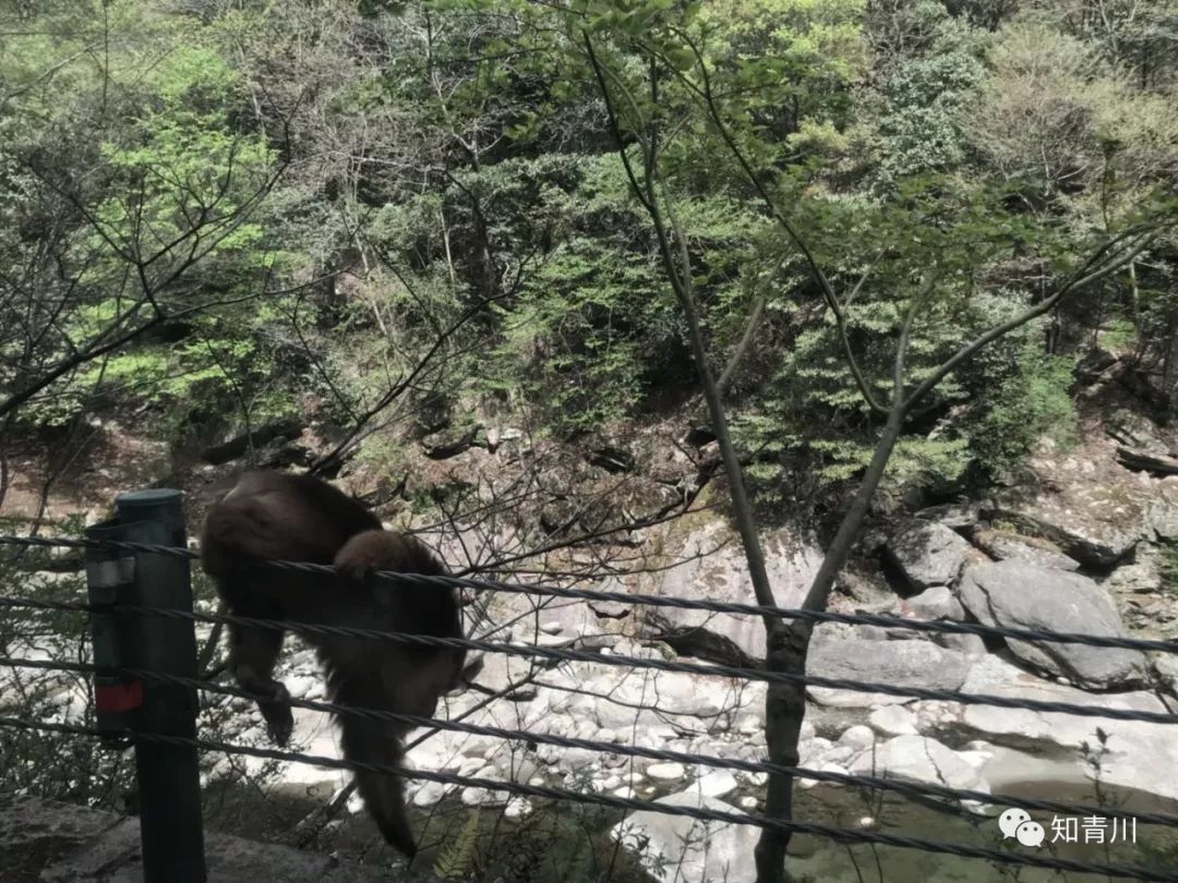 藏酋猴总会在路旁守候,偶尔穿过的黄麂子来不及相机定格,总会有些小