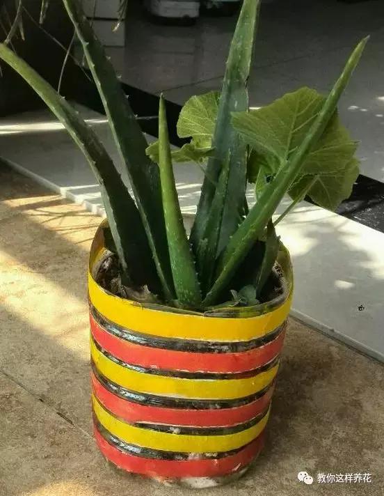 一个油桶胜过两花盆,1次能种4棵大白菜,大蒜一箩筐!