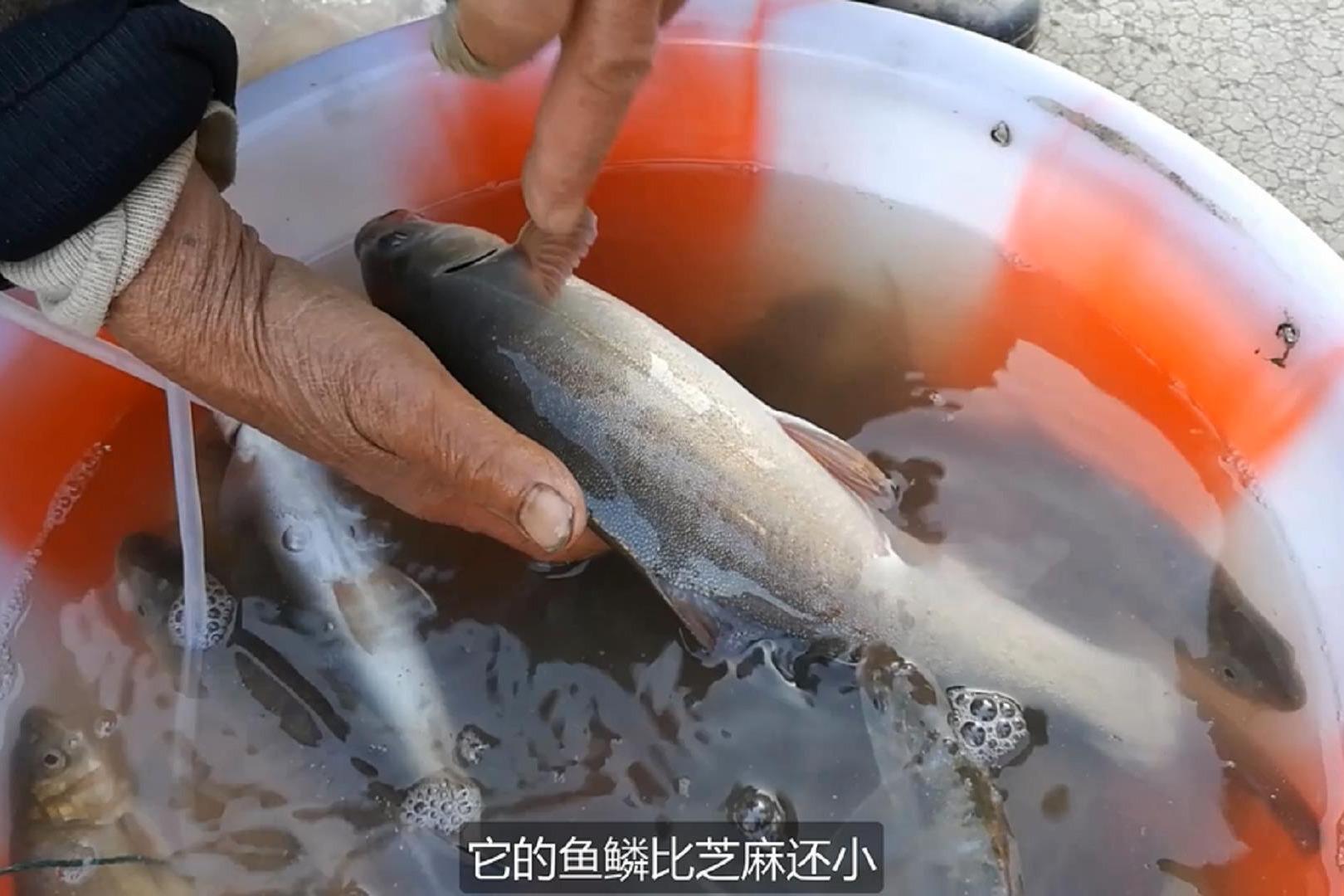 云南保山潞江农贸早市缅甸海鲜价格便宜到你不信本地江鱼价格高