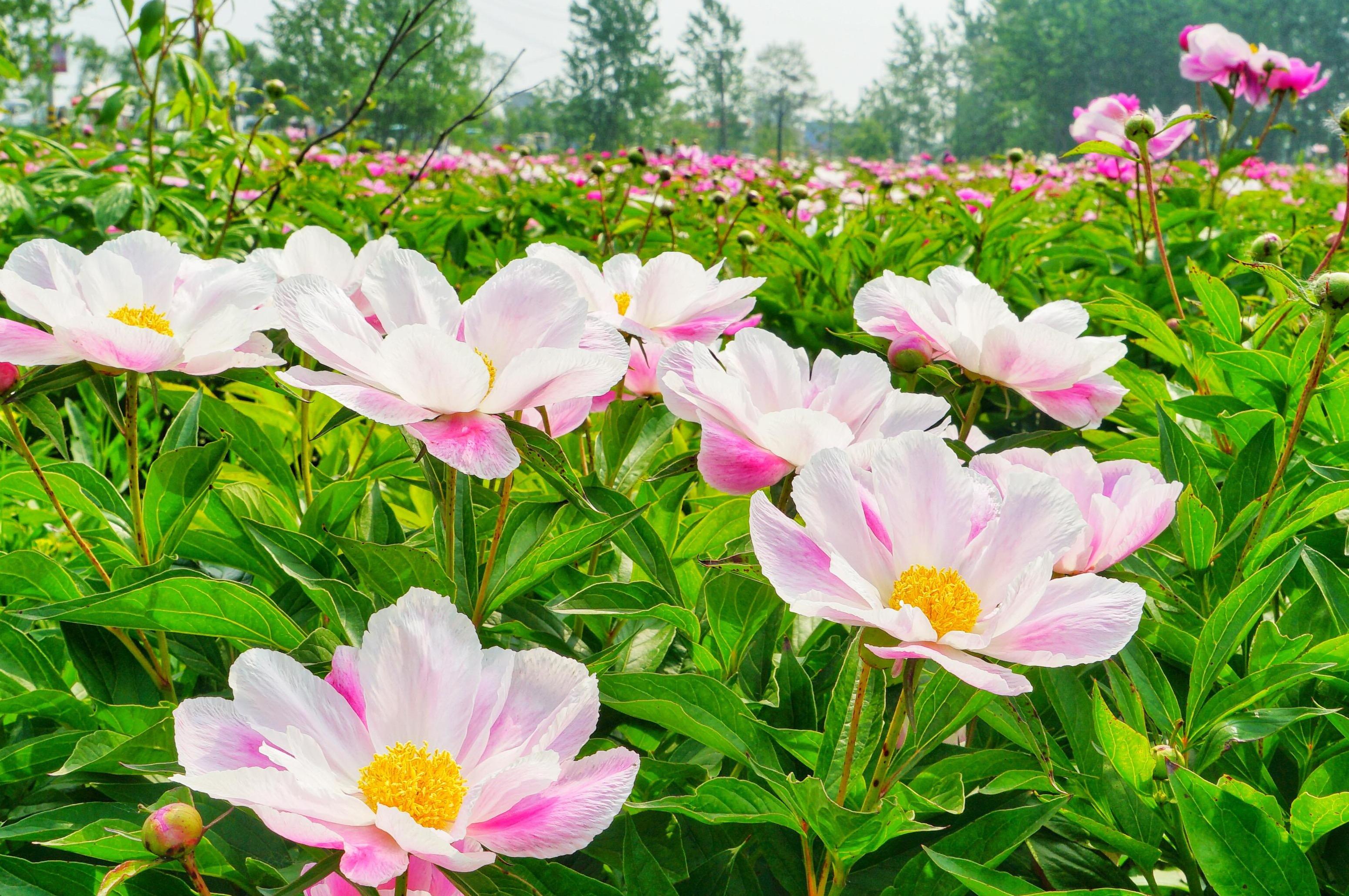 航拍药都亳州万亩芍药园
