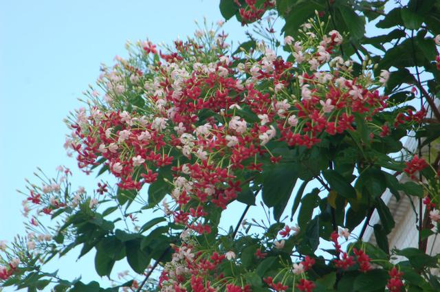 使君子,使君子科,使君子屬攀援狀灌木植物,花朵頂生,集群開放,花朵