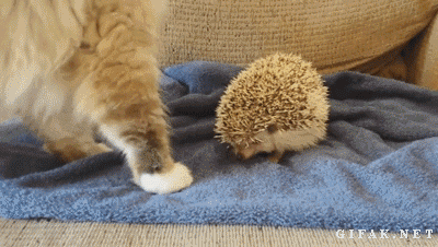 外面是不是有猫了,默认了吗?老娘和你拼了