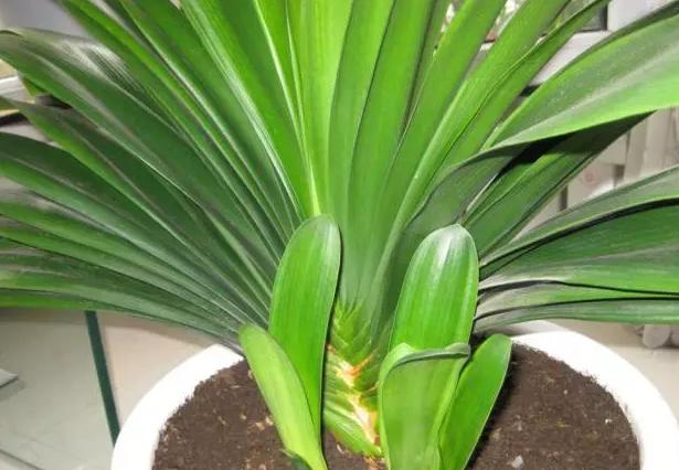 君子兰不用买,学会这2招,家里多得都放不下!