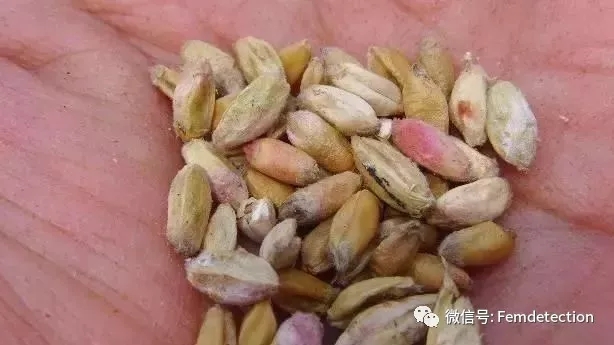 这是感染赤霉病后小麦籽粒情况 二,病原菌形态