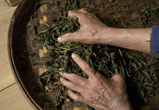 茶叶发酵,发青,做青全面介绍