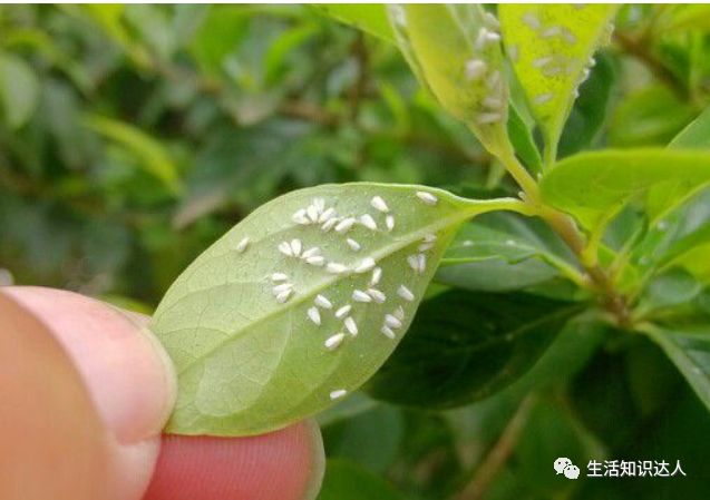蚜虫应该早发现早治疗,开始少量出现时,可以直接手动除虫.