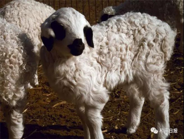 新疆和田地区皮山县发现一新品种绵羊
