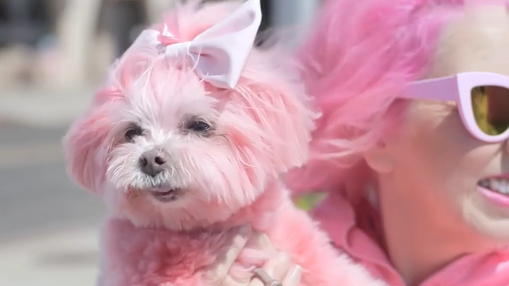 女子衣食住行全为粉色给小狗染了色出席葬礼都穿粉
