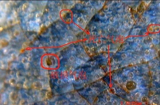 宋代龙泉窑(弟窑)瓷器微观痕迹标本.