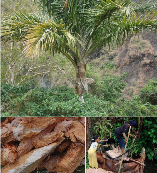 上为西谷椰子树,左下为树干碎块,右下为从树干碎屑中洗出淀粉.