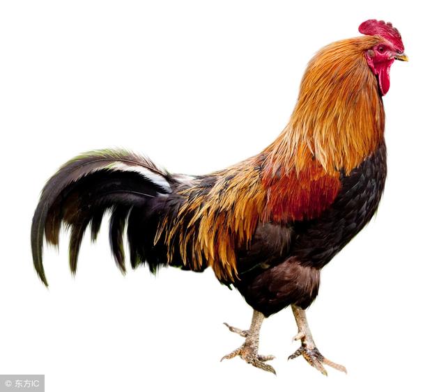 按生肖五行分析1981年是什么命:1981年是辛酉年,辛的五行属金,酉为鸡