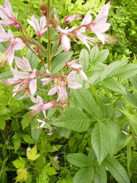 菜花病的晚期有哪些症狀?小心癌變!_鳳凰網健康_鳳凰網