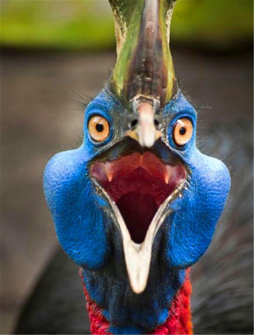 史上最危险的杀人鸟