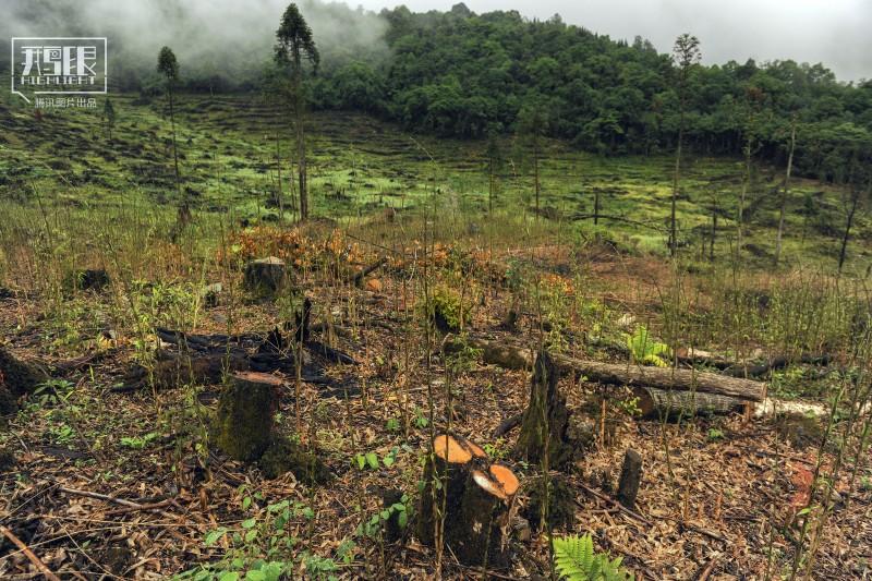 世界环境日前夕的冷思考:野生大熊猫会从地球上消失吗?