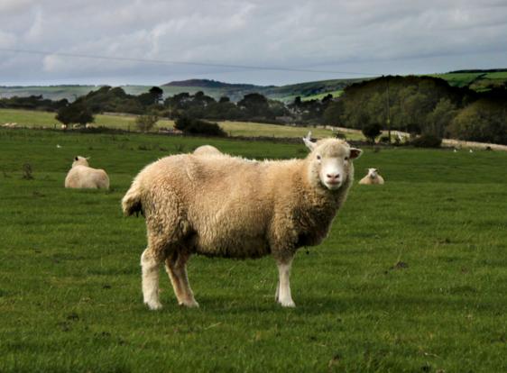 属羊的人进入狗年后,事业运势将受到驿马星的影响,导致外出机会增多