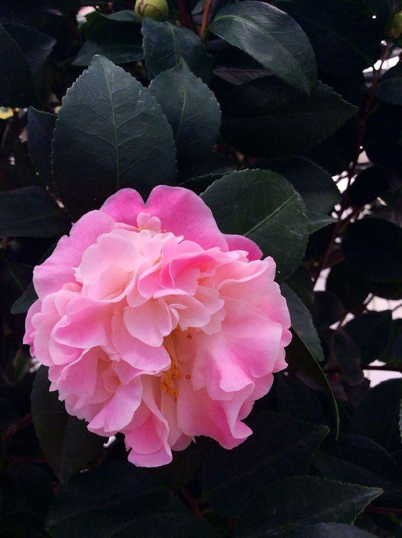 法国进口"烈香茶花",比桂花香10倍,一开就是120天,快养一盆__凤凰网