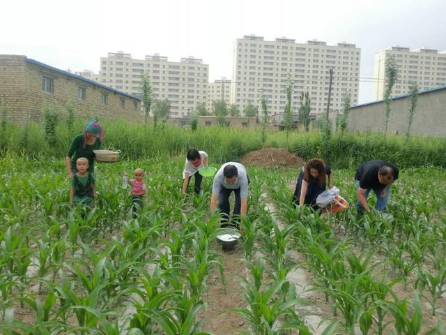 田间玉米管理,做到这三点,轻松增产10%,我说了信不信由您