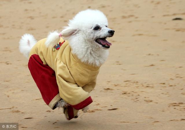 "旺旺狗"不可触碰的"灾星"破坏整年的平安运势,引起意外灾祸