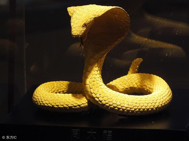 出生在这几月的大金蛇,必然衣食无忧,晚景红似火