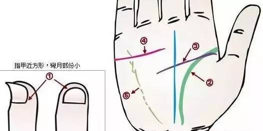 24种手诊图，堪比X光线，揭示你的身心健康_凤凰网健康_凤凰网