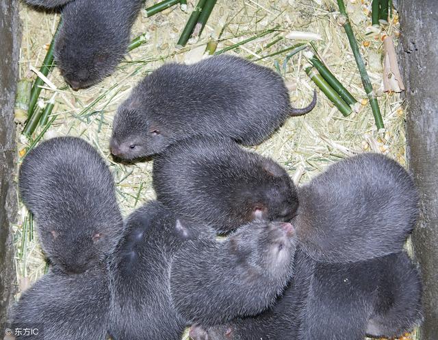 大个儿老鼠吓坏老农 听说它的胡须每公斤能卖4万元