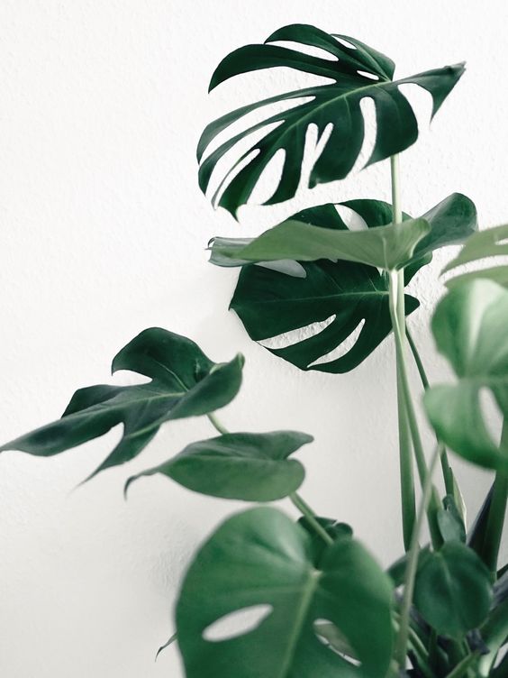 龟背竹 图片来源自geraldine rodriguez